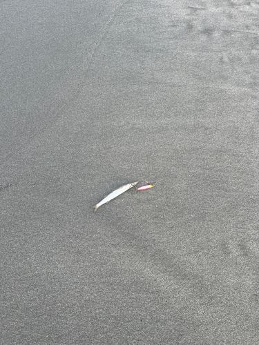 カマスの釣果