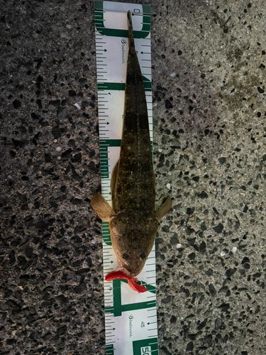 マゴチの釣果