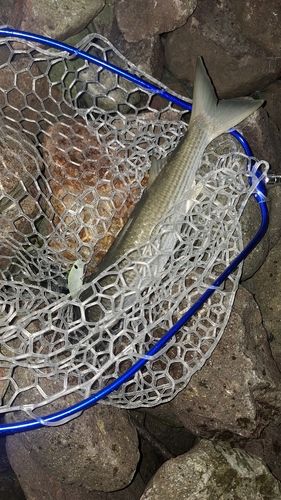 ボラの釣果