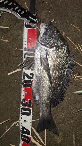 クロダイの釣果