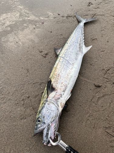 サゴシの釣果