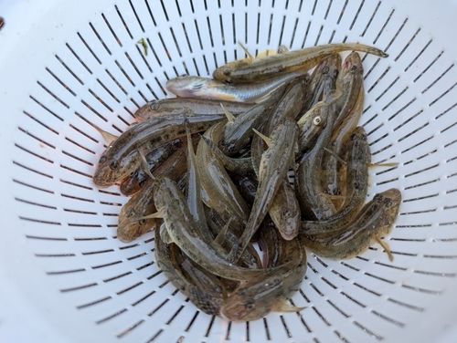 マハゼの釣果