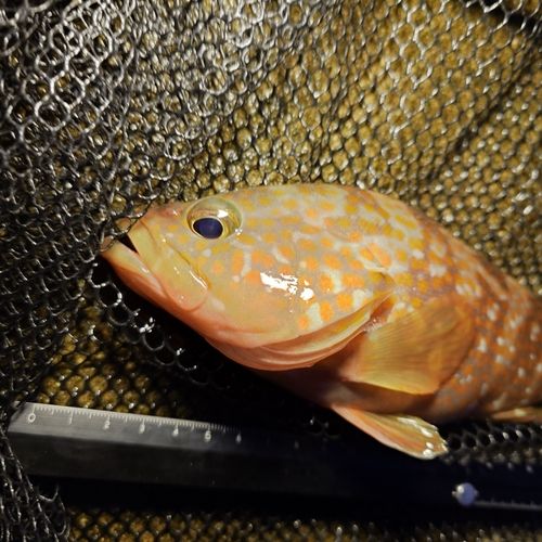 キジハタの釣果