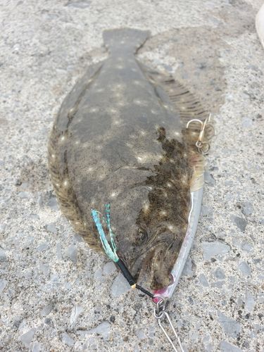 釣果