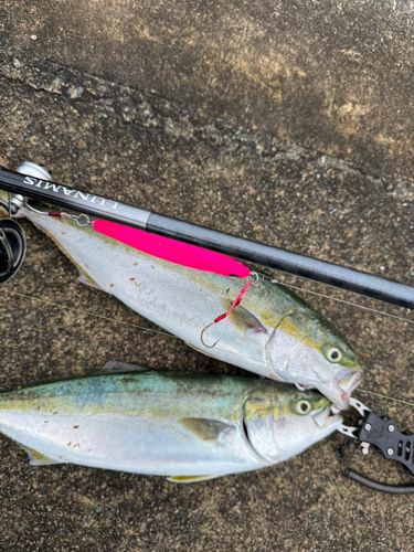 イナダの釣果