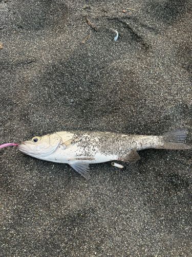 フッコ（ヒラスズキ）の釣果