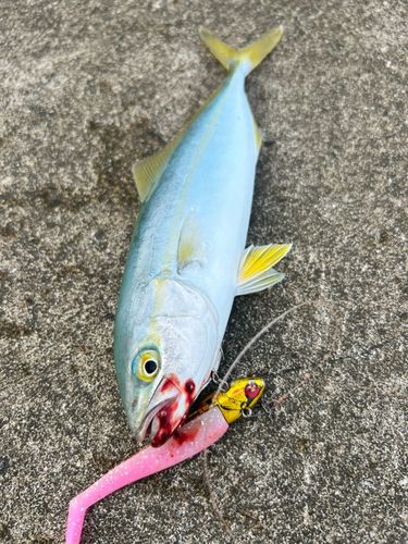 ワカシの釣果