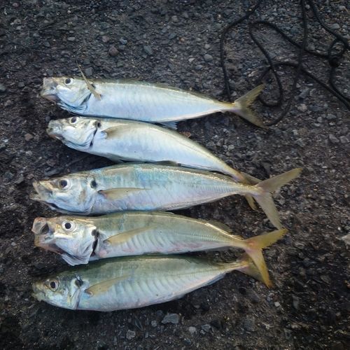 アオアジの釣果