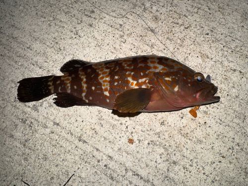 キジハタの釣果