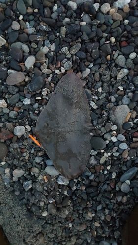 ツバクロエイの釣果