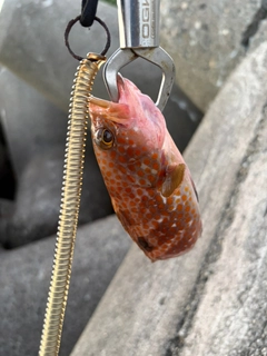 キジハタの釣果