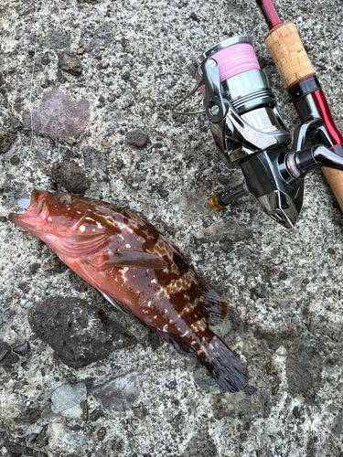 キジハタの釣果