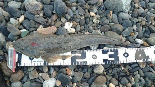 マゴチの釣果