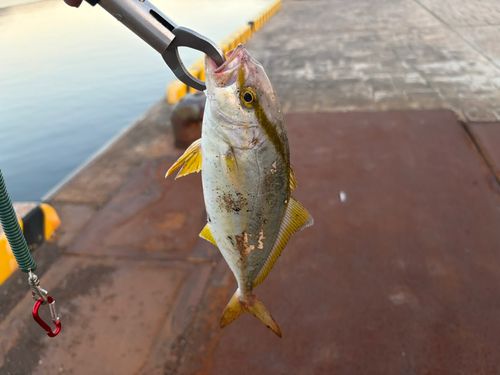 ネリゴの釣果