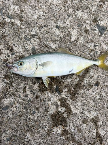 ワカシの釣果