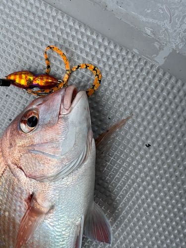 マダイの釣果
