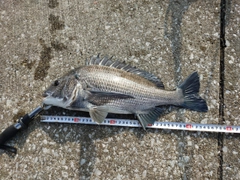 クロダイの釣果