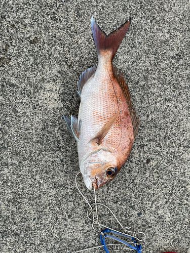 タイの釣果