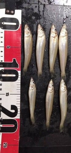 シロギスの釣果