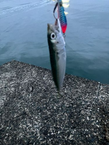 サバの釣果