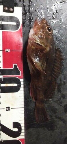 ガシラの釣果