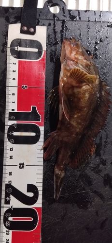 ガシラの釣果