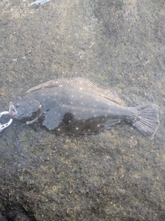 ヒラメの釣果