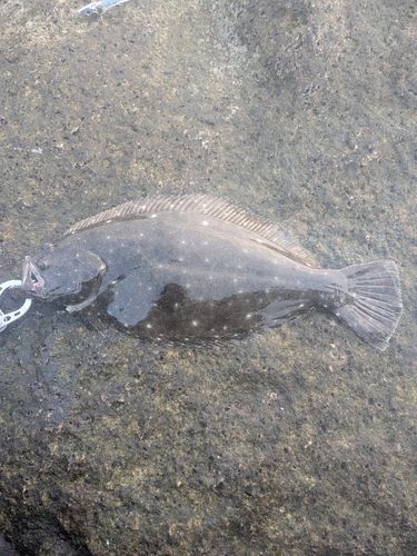 ヒラメの釣果
