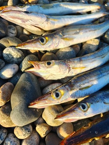 カマスの釣果