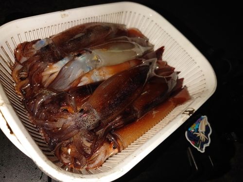 イカの釣果