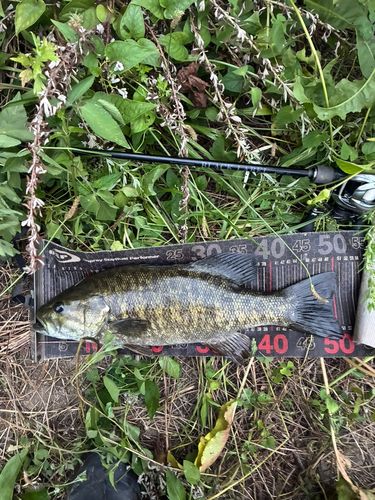 スモールマウスバスの釣果