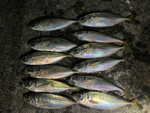 アジの釣果