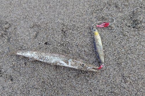タチウオの釣果