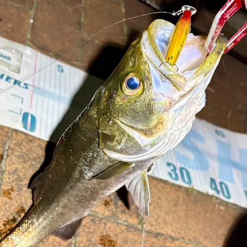 フッコ（マルスズキ）の釣果