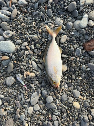 ショゴの釣果
