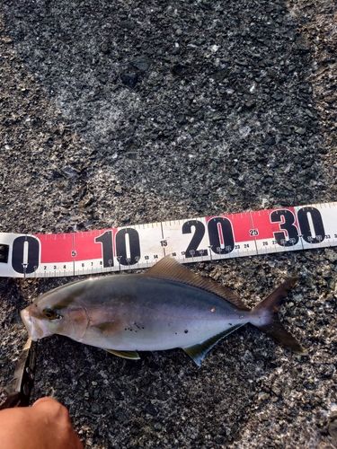 ショゴの釣果