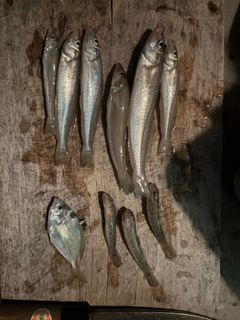 キスの釣果