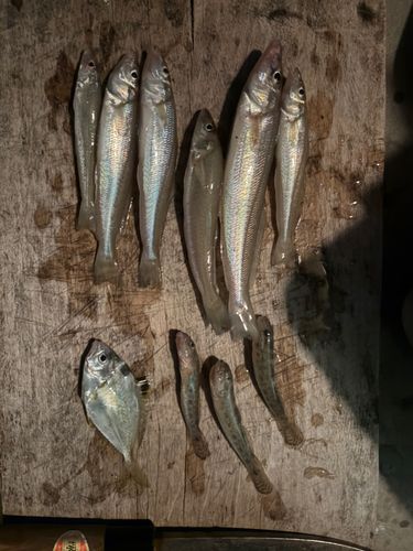 キスの釣果