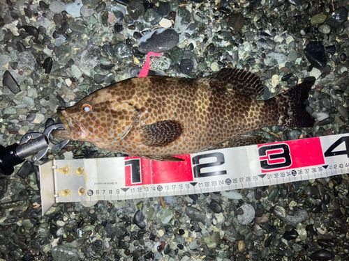オオモンハタの釣果