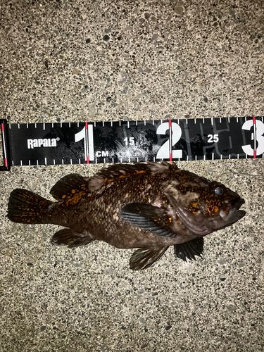 オウゴンムラソイの釣果
