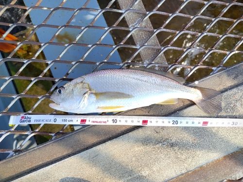 イシモチの釣果