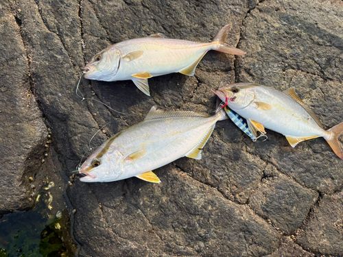 ショゴの釣果