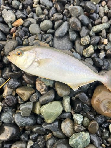ショゴの釣果