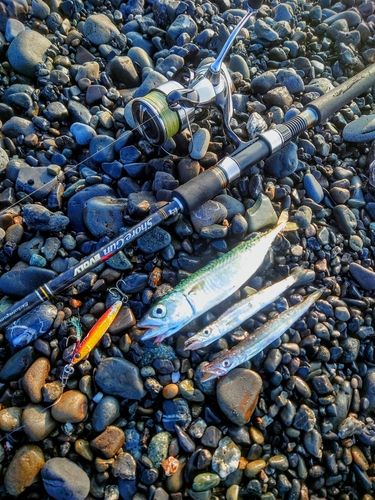 サバの釣果