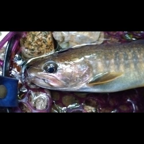 イワナの釣果