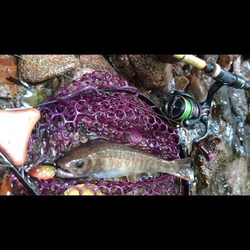 イワナの釣果