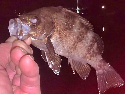メバルの釣果