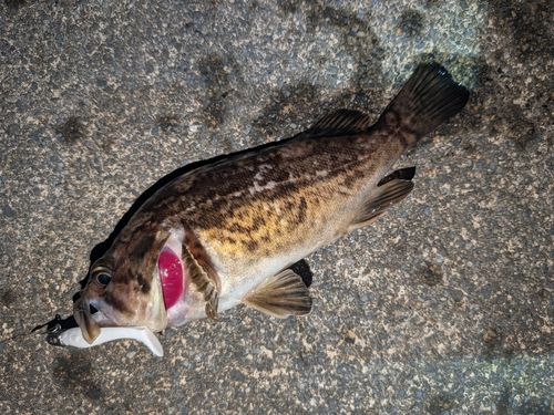 クロソイの釣果