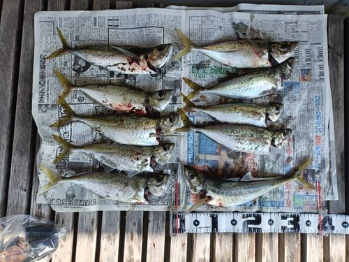 アジの釣果
