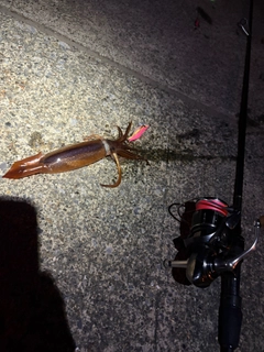 イカの釣果